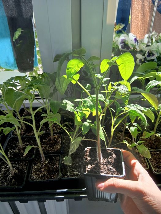 Sprzedam sadzonki pomidorów 4 odmiany