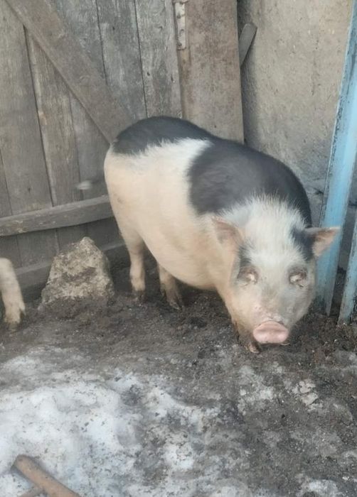 Продам Вьетнамську льошку.