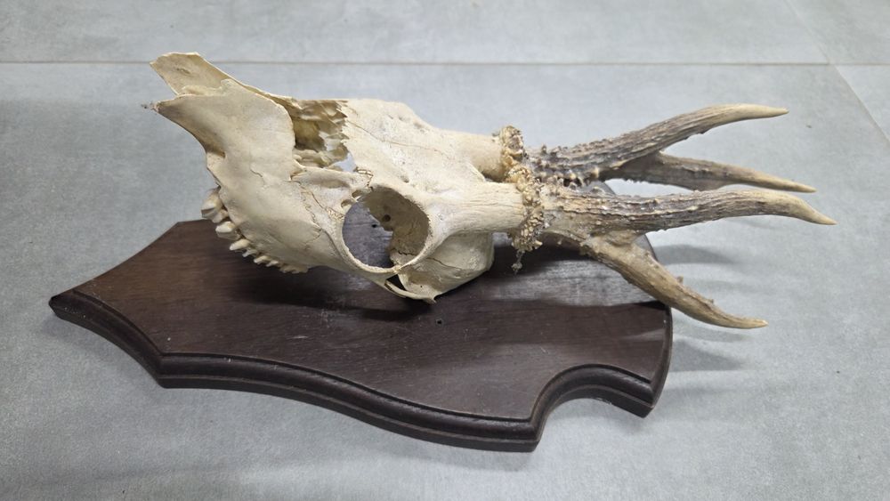 Trofeum myśliwskie parostka sarny rogacz