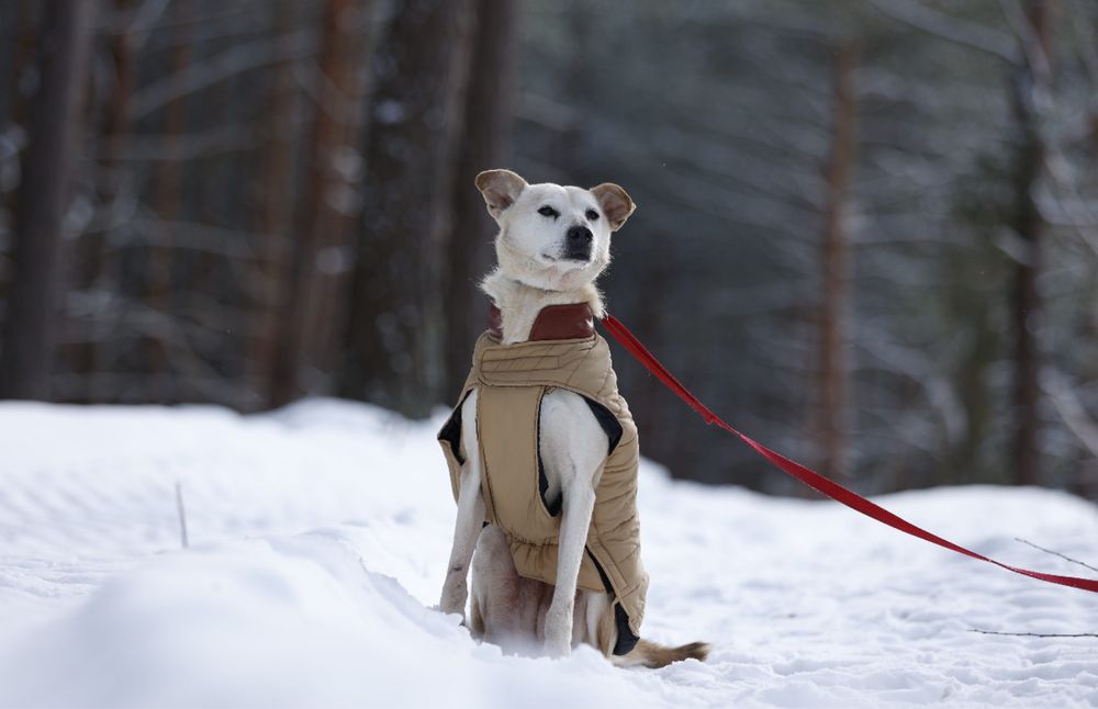 seniorka Selena do adopcji