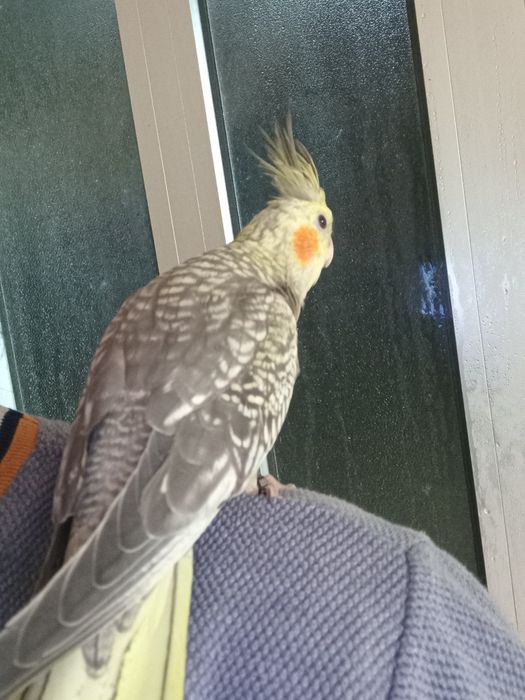 Caturras criadas a mão/domesticadas