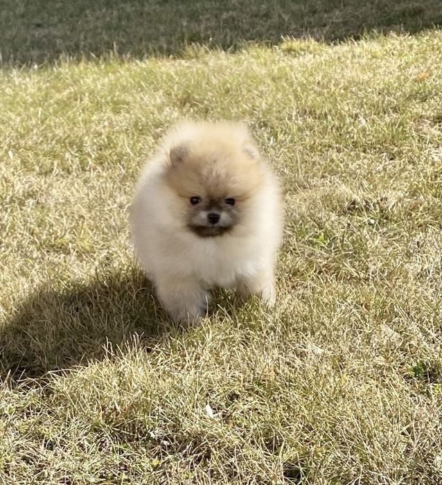 Елітна дівчинка КСУ