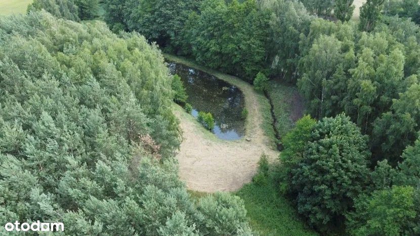 Dom, budynek gospodarczy, staw i las