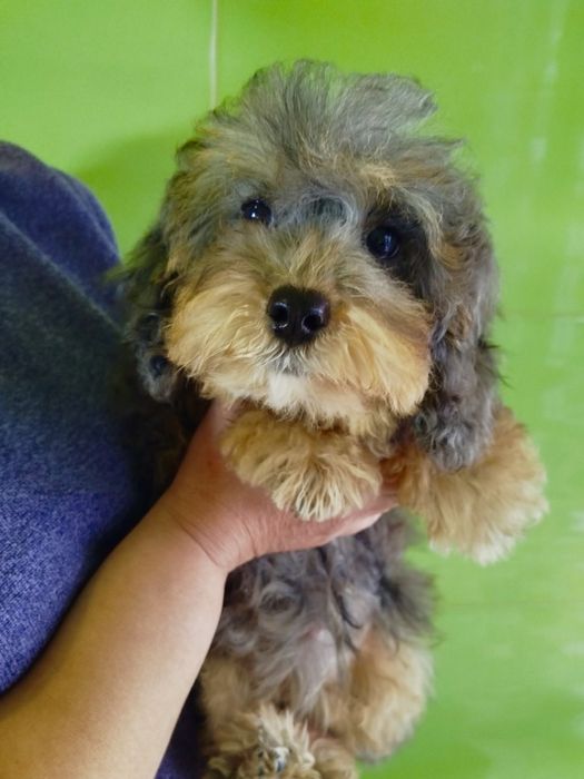 Невероятно красивая МИНИ девочка Мальтипу Ф2