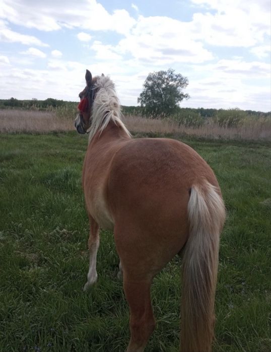 Продам 2 коня срочно!!!