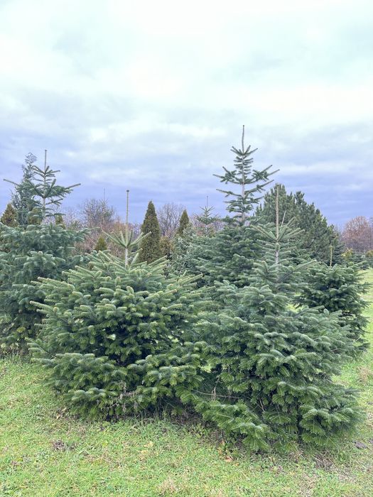 Choinka Wrocław choinki z plantacji