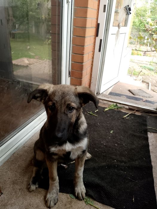 Віддам цуценя в гарні руки