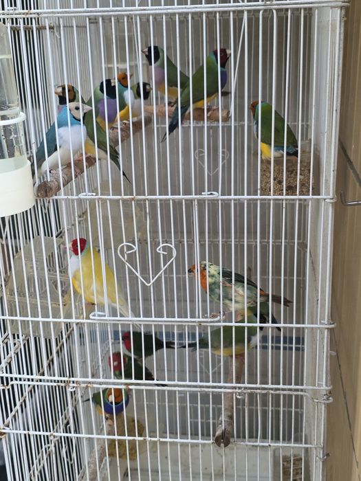 Diamantes Gould 2026