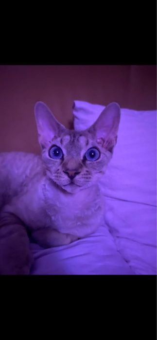 Котик Девон Рекс для вʼязки