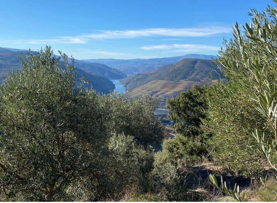 Terreno vista Douro