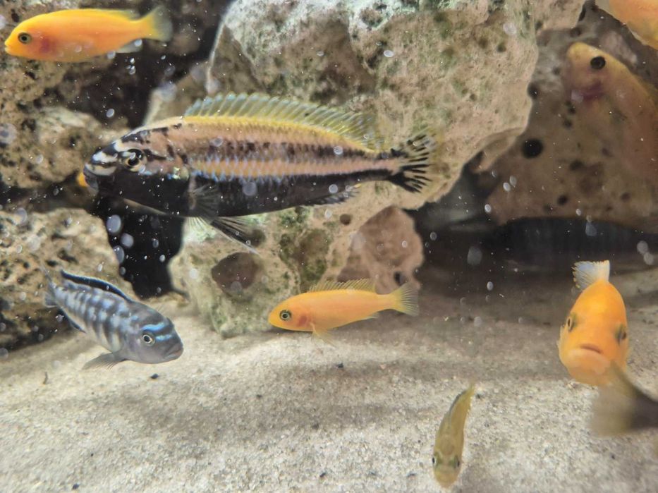 Pyszczaki samce wysmukły Thumbi West, złocisty Auratus, pyszczak, Malawi