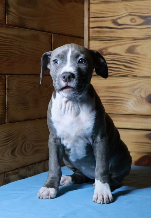 Цуценята Амстаффа готові до переїзду. З гарним родовідом