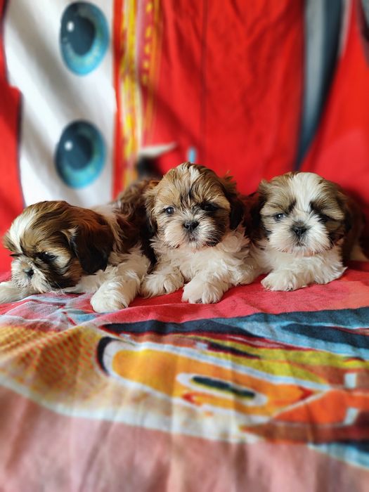 Shih tzu.  shih tzu
