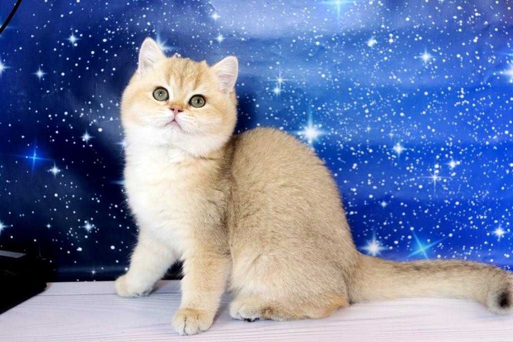 Британський чистокровний хлоп