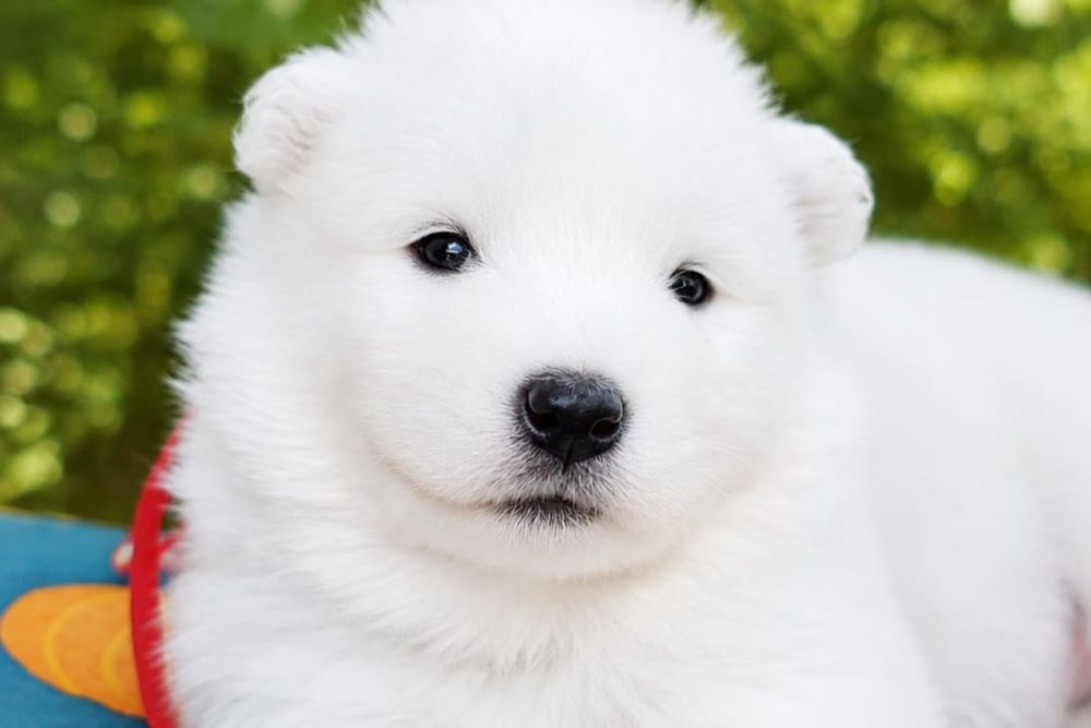 Samoyed-urocza suczka