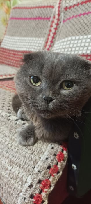 Шукаємо наречену,кішечку для хлопчика