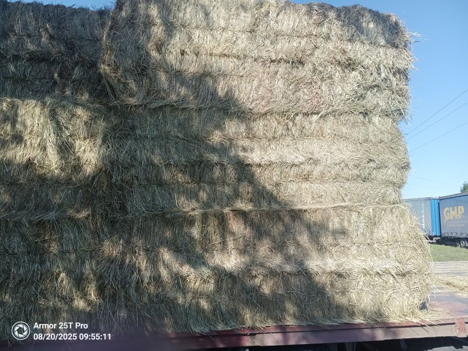 Siano  w dużej kostce