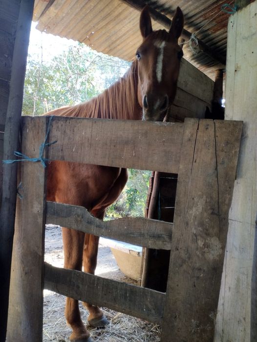Cavalo tratador francês