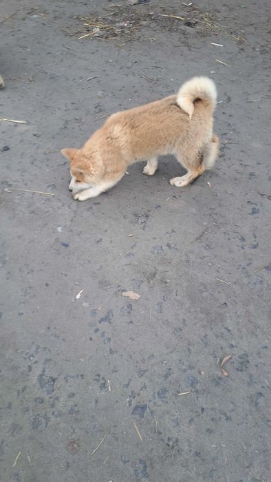 Akita inu suczka