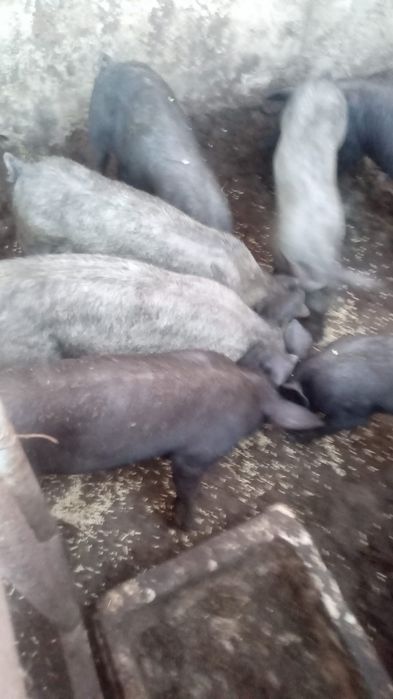 Leitões Arraçados de Bísaro – 3 meses – Moita – 60 € cada