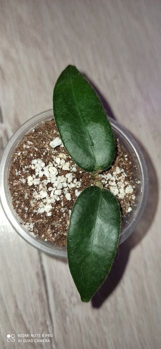 Хойя elliptica splash, irina, Kalimantan SLM 04,AH 021