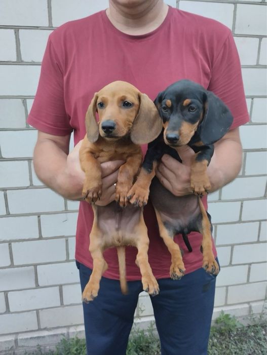 Продам цуценят Таксенят