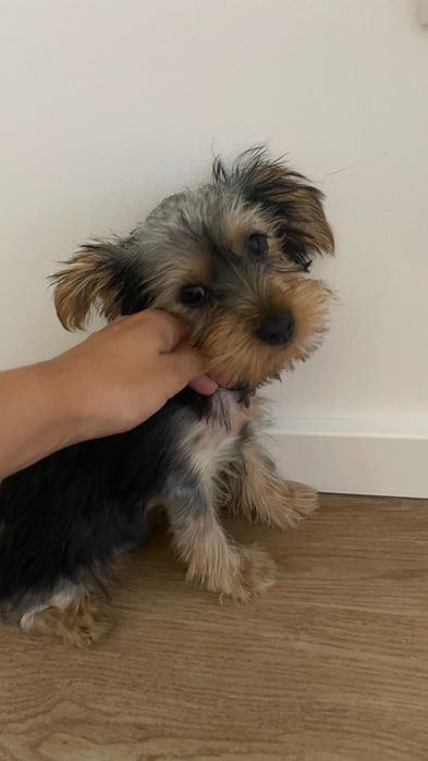 Yorkshire 3 meses macho