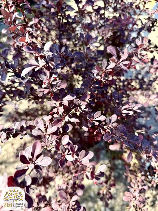 Berberys Atropurpurea 100-120cm, purpurowe liście, żywopłot, gęsty krzew