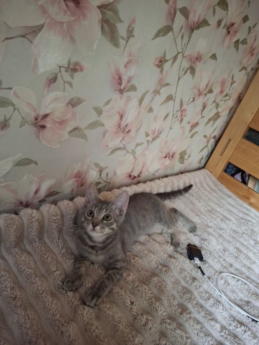 Котик шукає дім віддам кота