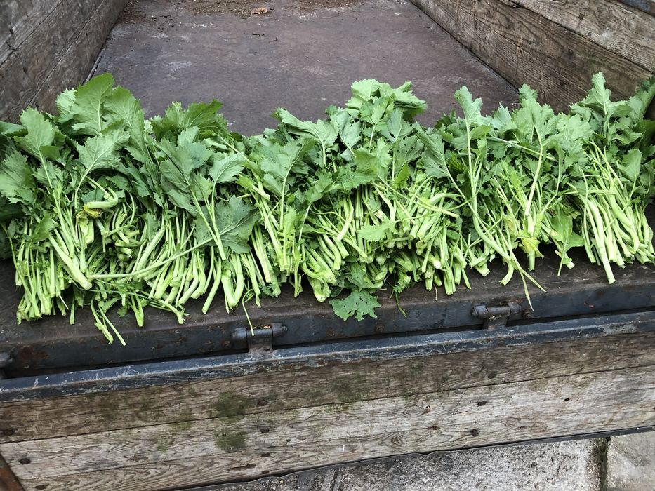 Vendo grelos frescos