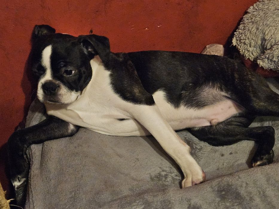 Boston terrier szczeniak