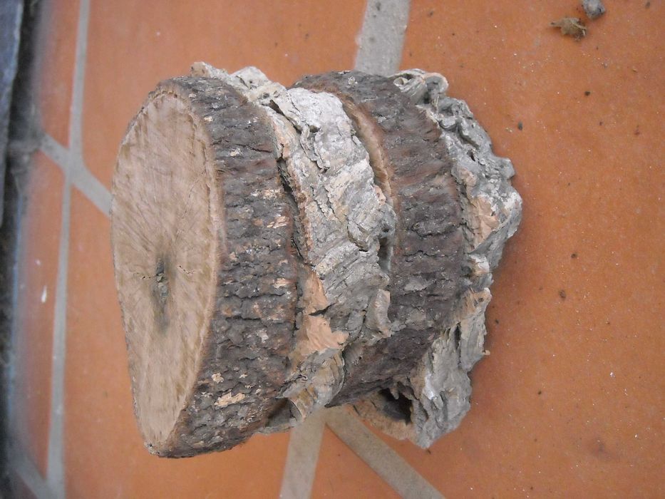 Casca rodela tronco fatia cortiça aquario terrario decoraçao