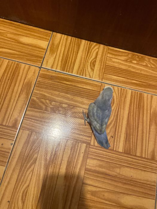 Agaponi azul e branco