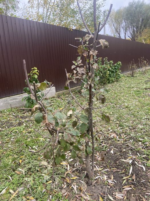 Саджанці яблук