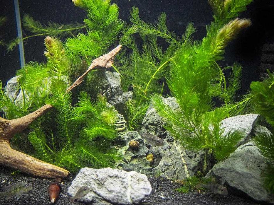 Rabo-de-Raposa (Ceratophyllum demersum) – Planta Aquática para Aquário e Lago