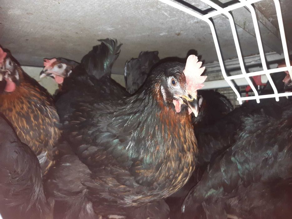 Kury nioski młode zdrowe z jajkiem ! Dominant Zielononóżka !