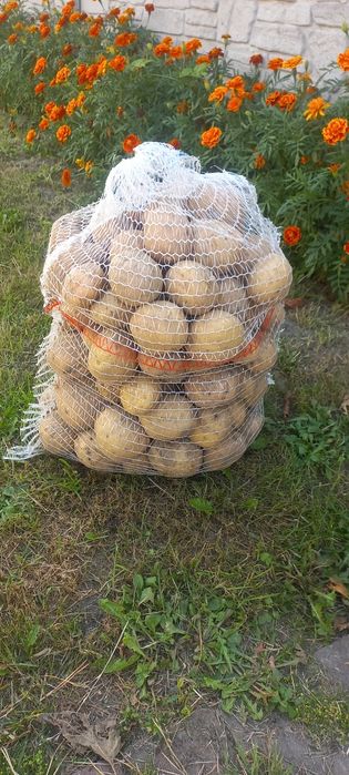 Sprzedam ziemniaki