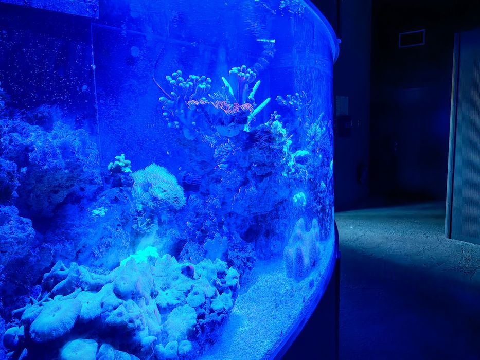 Huawei P60 Pro 8/256 GB