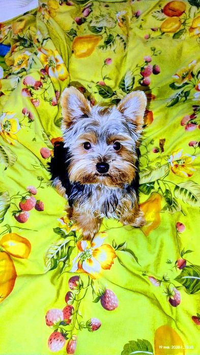 цуценя йорка 7-міс,baby face міні,хлопчик привитий із паспортом