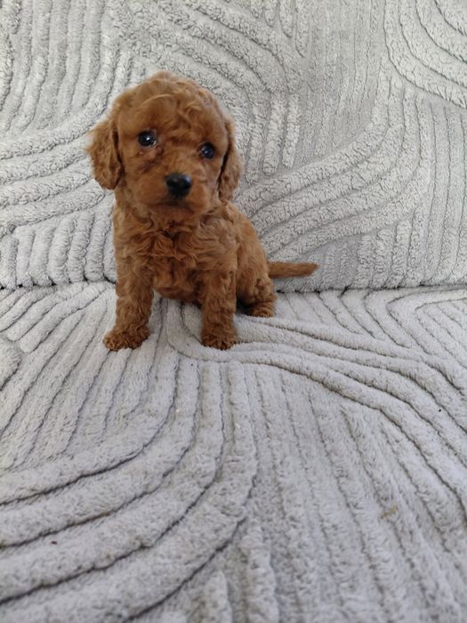 Słodki piesek Cavapoo