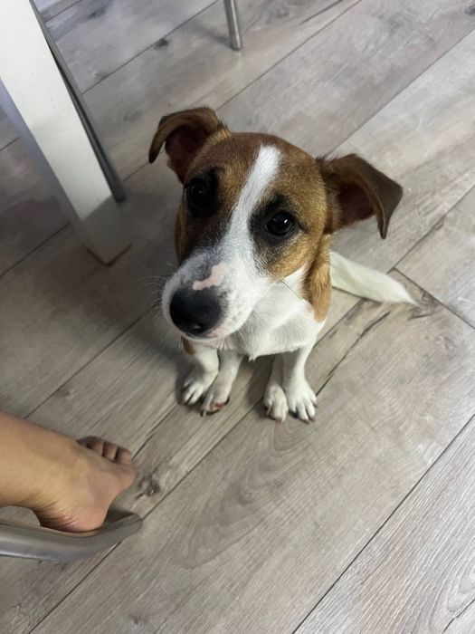 Джек рассел терьер