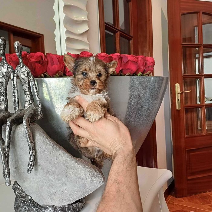 Yorkshire Terrier Miniatura MACHINHO BLACK MERLE