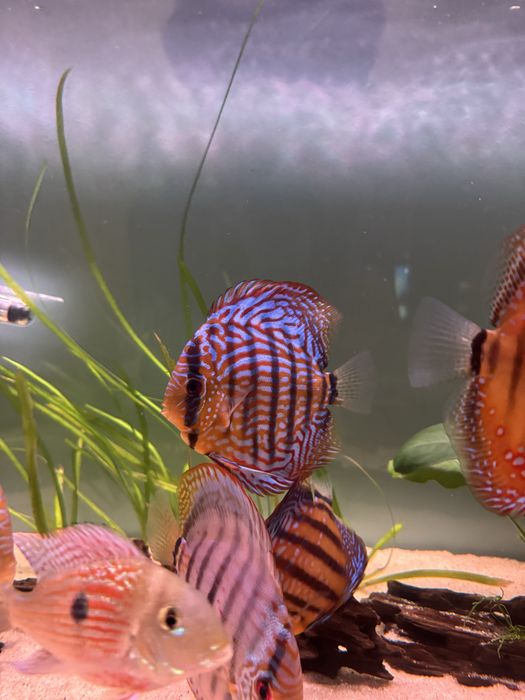Peixes Discus Saudáveis
