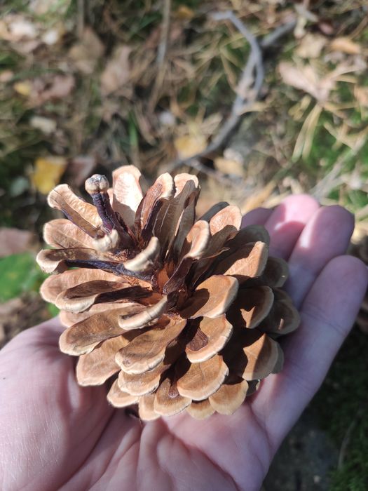 Duże szyszki sosnowe, do dekoracji, zestaw 100 szt.