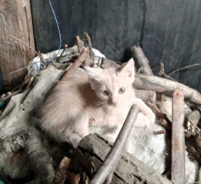 Отдам в хорошие руки котят