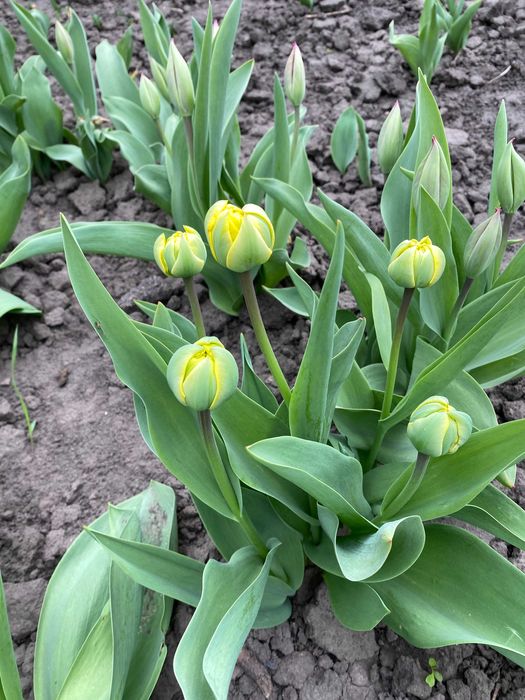 продам квіти тюльпанів та нарцисів