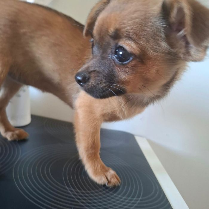 Szczenię chihuahua Oddam w dobre ręce