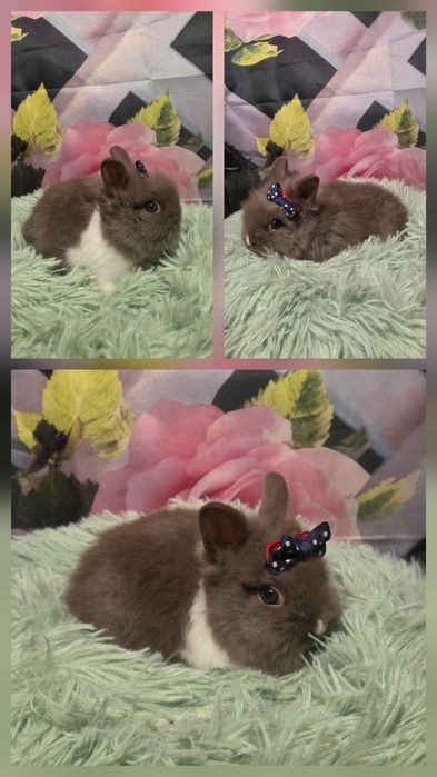 Karzełki Teddy Mini