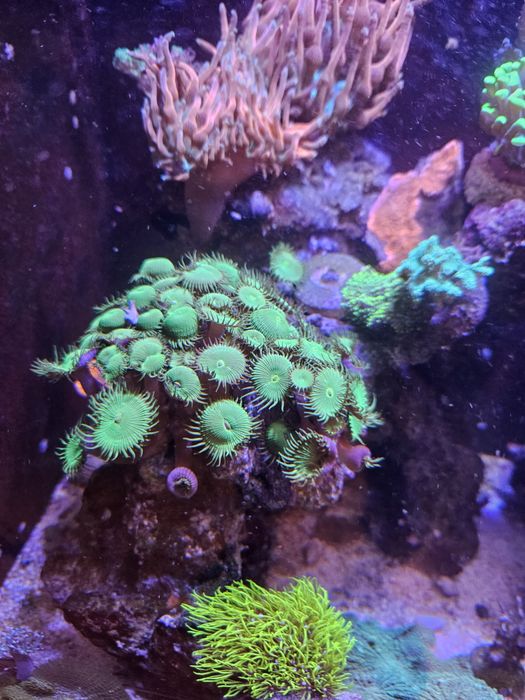 Pack de 5 corais faceis