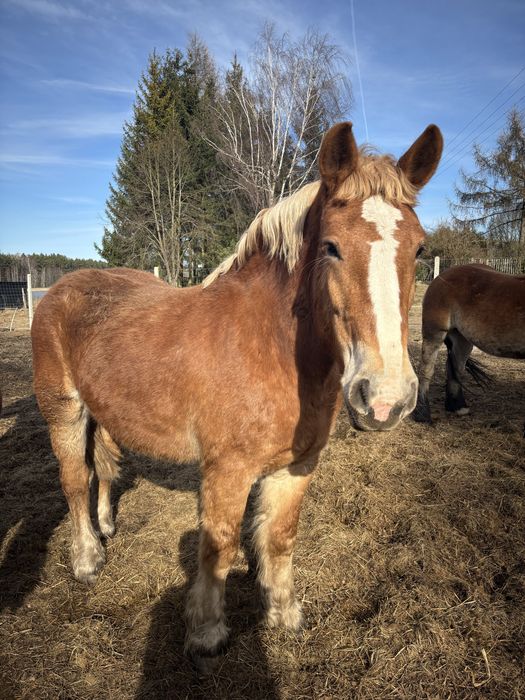 Klacze Źrebice Klacze Źrebne Sztum Pkz